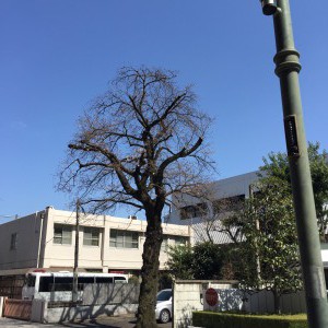 横川電機の桜