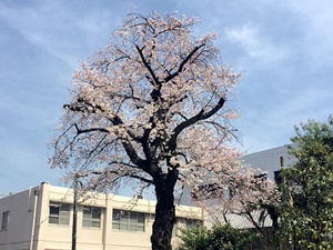 横河電機の桜