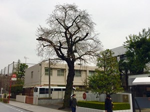 横河電機本社の桜