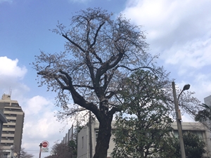 横河電機の桜