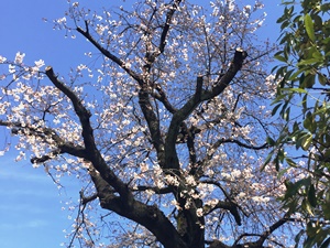 横河電機の桜