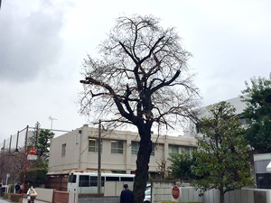 横河電機本社の桜