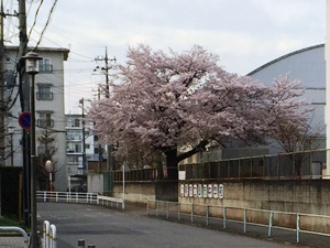 原市中学の桜