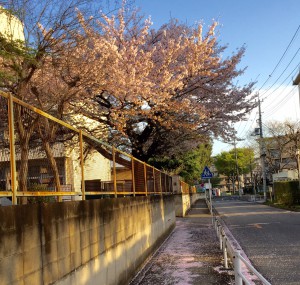 原市中学裏門の桜