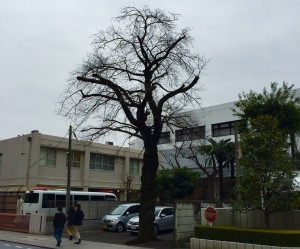 横河電機 桜